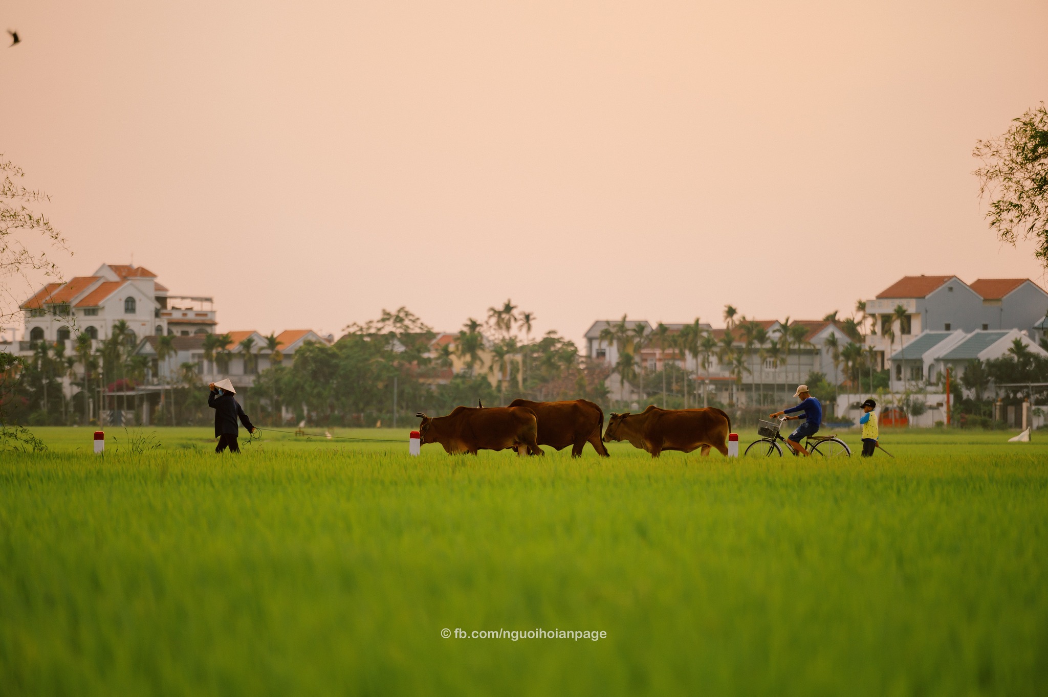 peaceful countryside scene in Hoi An