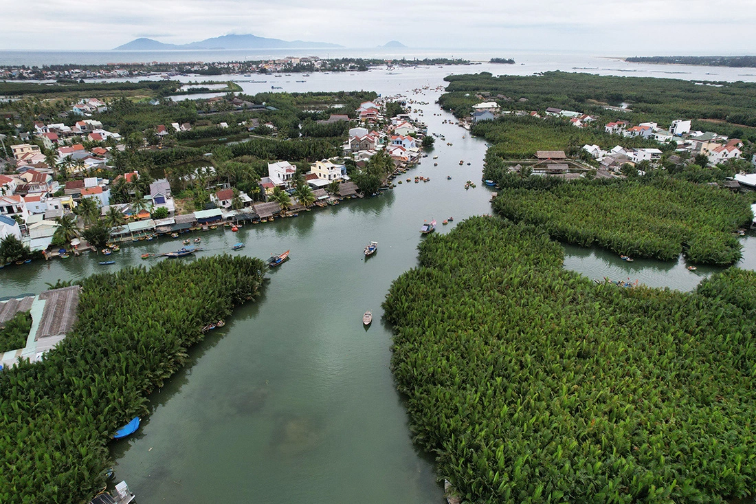 Cam Thanh coconut forest viewed from above