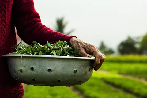 Vegetable Cultivation In Tra Que Village Exploring Folk Knowledge_image